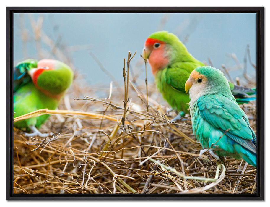 Papageien im Nest auf Leinwandbild gerahmt Größe 80x60