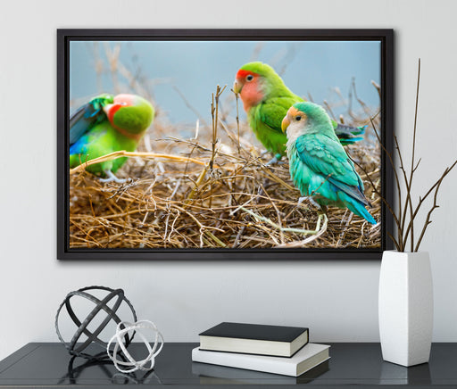 Papageien im Nest auf Leinwandbild gerahmt mit Kirschblüten