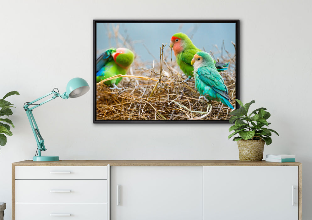 Papageien im Nest auf Leinwandbild gerahmt verschiedene Größen im Wohnzimmer