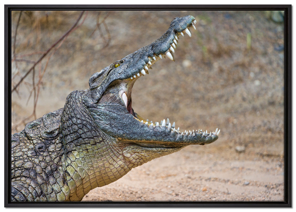 gewaltiges Krokodil auf Leinwandbild gerahmt Größe 100x70