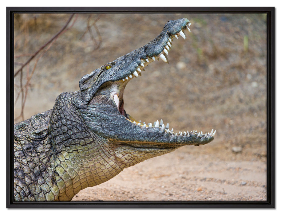 gewaltiges Krokodil auf Leinwandbild gerahmt Größe 80x60