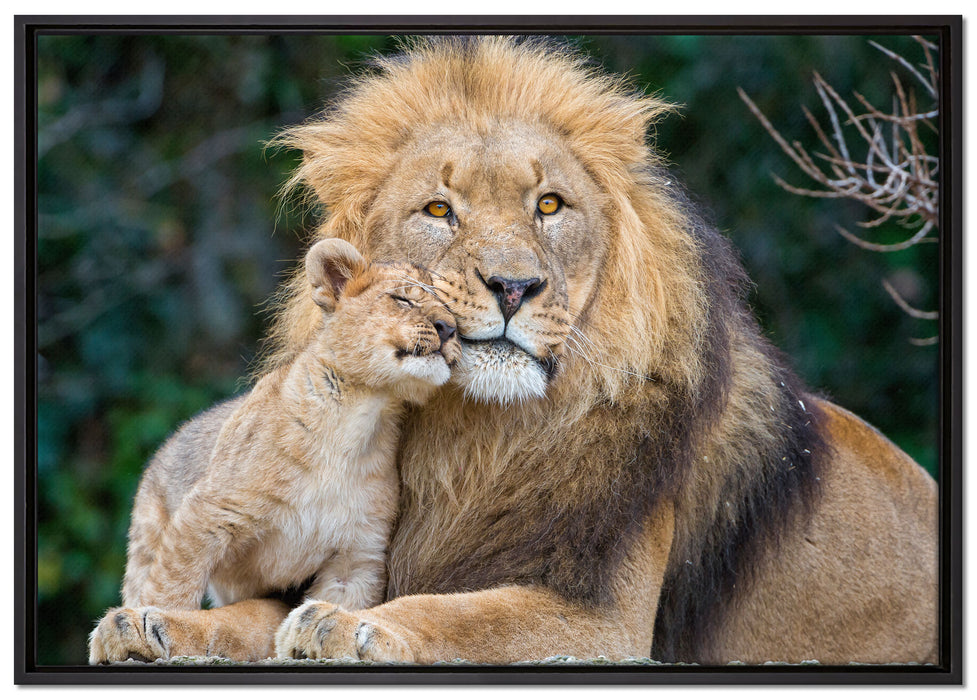 schöner Löwe mit Jungtier auf Leinwandbild gerahmt Größe 100x70
