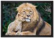 schöner Löwe mit Jungtier auf Leinwandbild gerahmt Größe 60x40