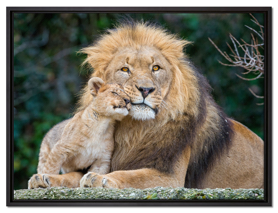 schöner Löwe mit Jungtier auf Leinwandbild gerahmt Größe 80x60