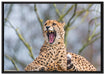 Gepard gähnt auf Leinwandbild gerahmt Größe 100x70