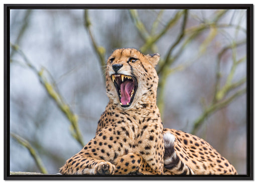 Gepard gähnt auf Leinwandbild gerahmt Größe 100x70