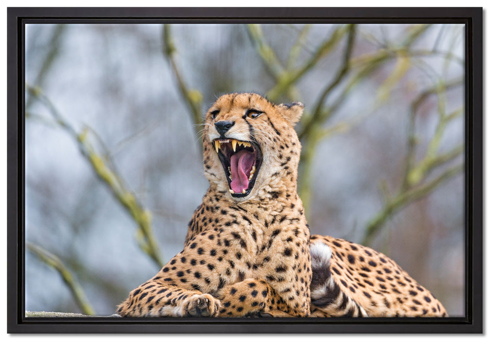 Gepard gähnt auf Leinwandbild gerahmt Größe 60x40