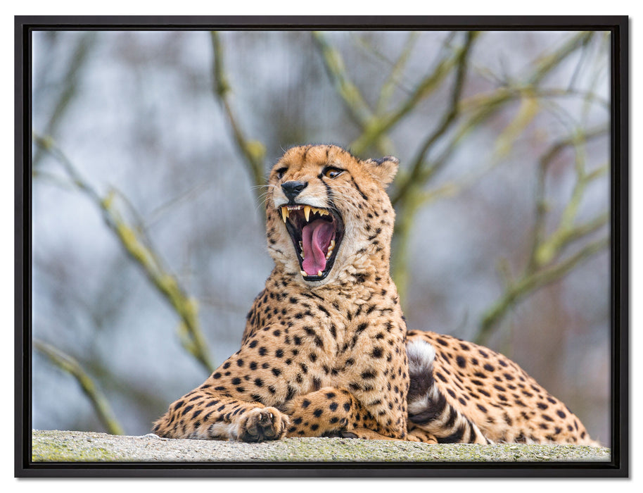 Gepard gähnt auf Leinwandbild gerahmt Größe 80x60
