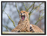 Gepard gähnt auf Leinwandbild gerahmt Größe 80x60
