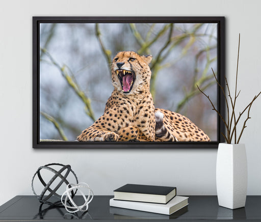 Gepard gähnt auf Leinwandbild gerahmt mit Kirschblüten