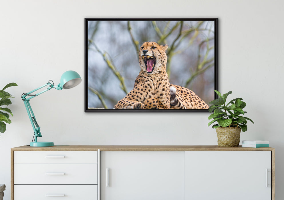Gepard gähnt auf Leinwandbild gerahmt verschiedene Größen im Wohnzimmer