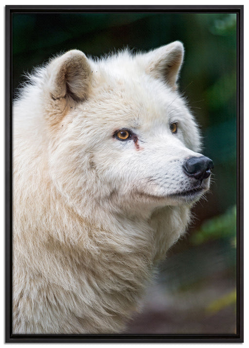 prächtiger Polarwolf auf Leinwandbild gerahmt Größe 100x70