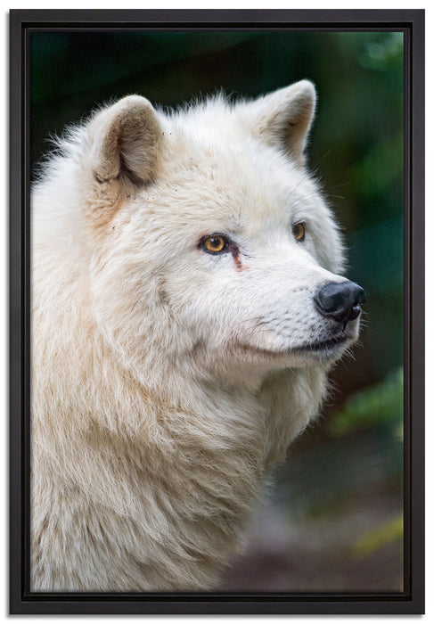 prächtiger Polarwolf auf Leinwandbild gerahmt Größe 60x40