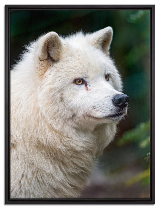 prächtiger Polarwolf auf Leinwandbild gerahmt Größe 80x60