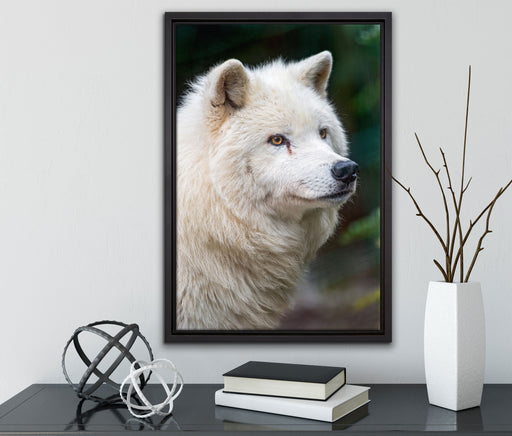 prächtiger Polarwolf auf Leinwandbild gerahmt mit Kirschblüten