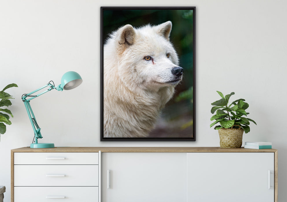 prächtiger Polarwolf auf Leinwandbild gerahmt verschiedene Größen im Wohnzimmer