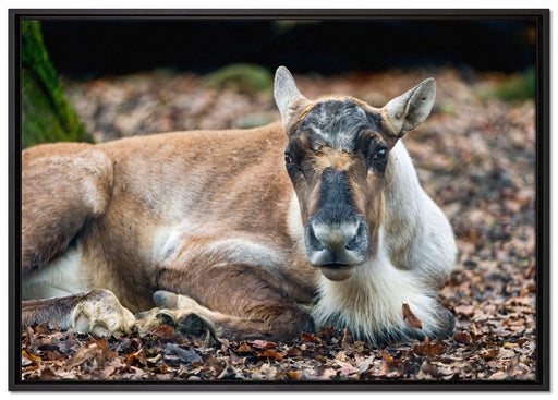 junger Elch auf Leinwandbild gerahmt Größe 100x70