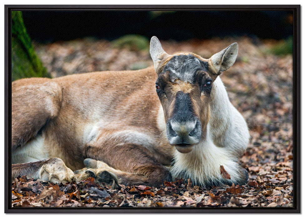 junger Elch auf Leinwandbild gerahmt Größe 100x70