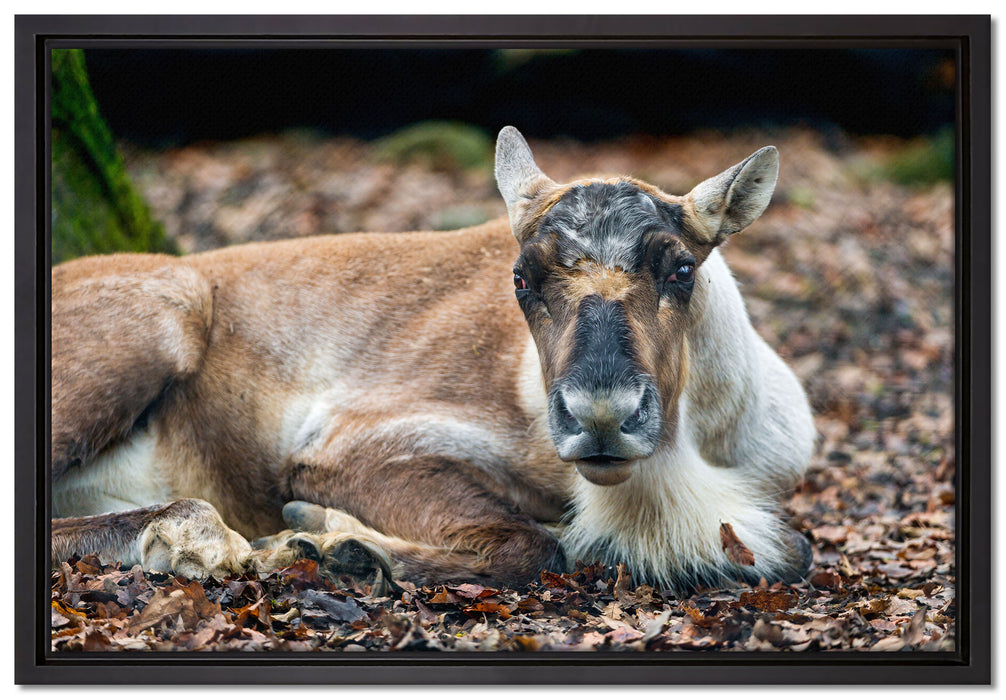 junger Elch auf Leinwandbild gerahmt Größe 60x40