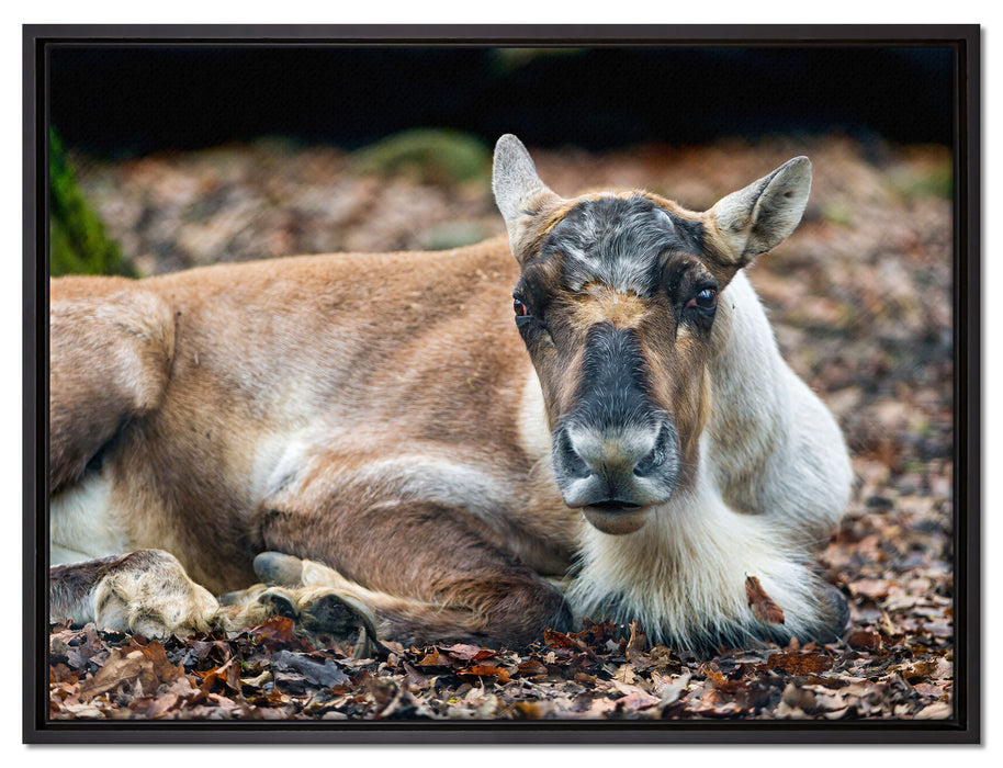 junger Elch auf Leinwandbild gerahmt Größe 80x60