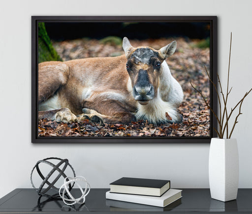 junger Elch auf Leinwandbild gerahmt mit Kirschblüten