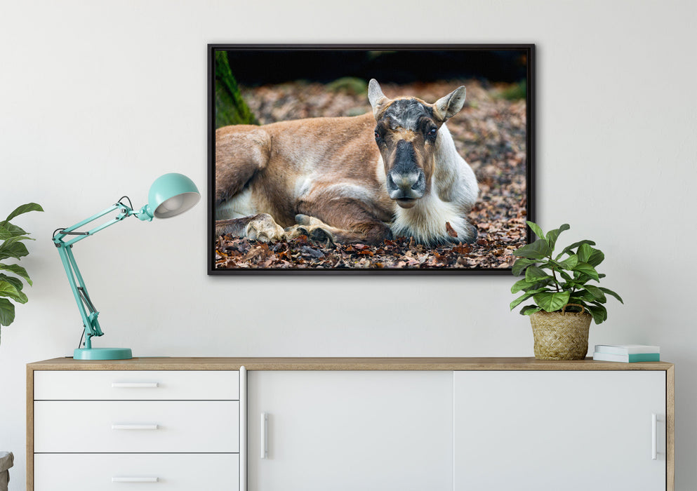 junger Elch auf Leinwandbild gerahmt verschiedene Größen im Wohnzimmer