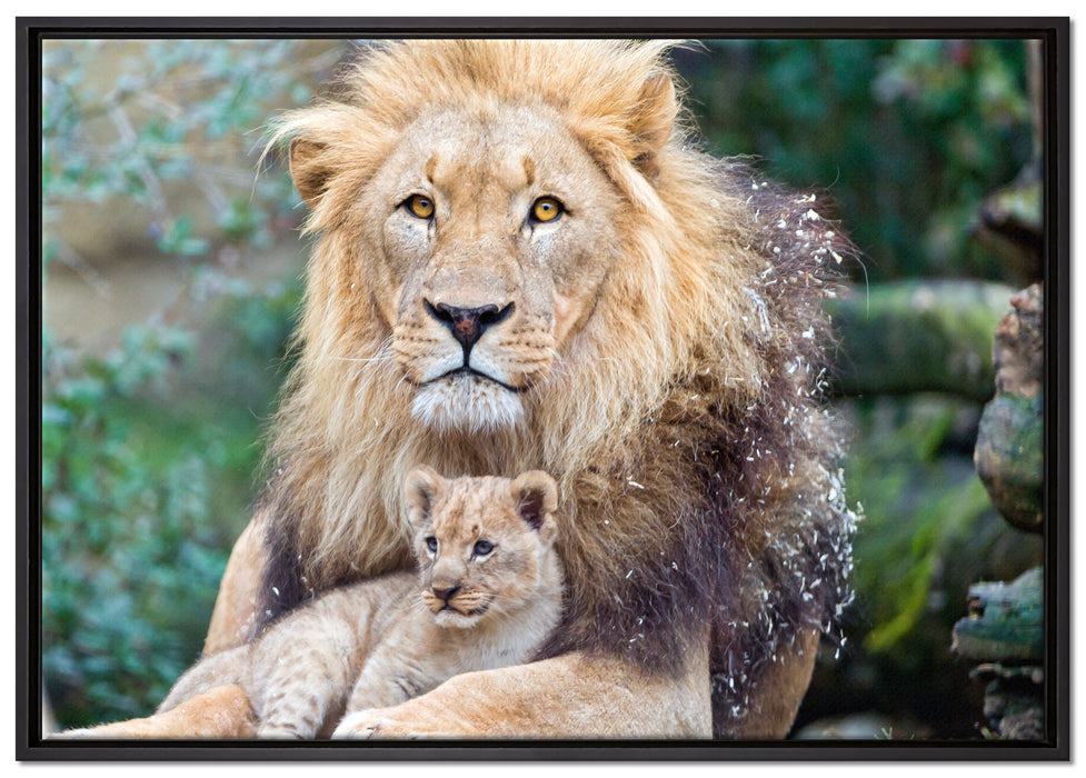 Löwe kuschelt mit Jungtier auf Leinwandbild gerahmt Größe 100x70