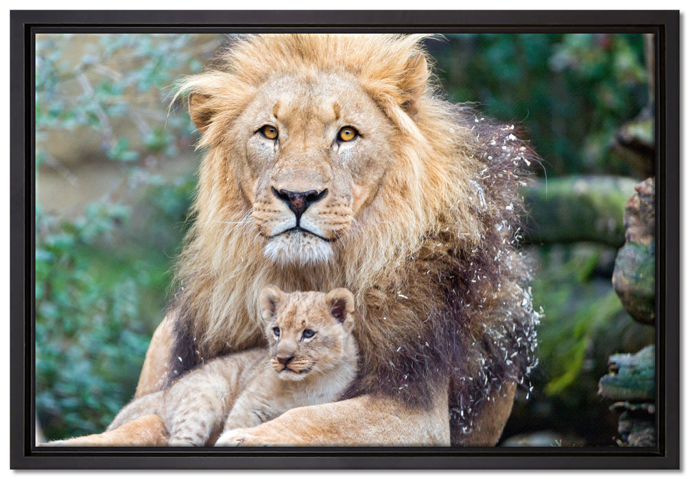 Löwe kuschelt mit Jungtier auf Leinwandbild gerahmt Größe 60x40