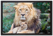 Löwe kuschelt mit Jungtier auf Leinwandbild gerahmt Größe 60x40