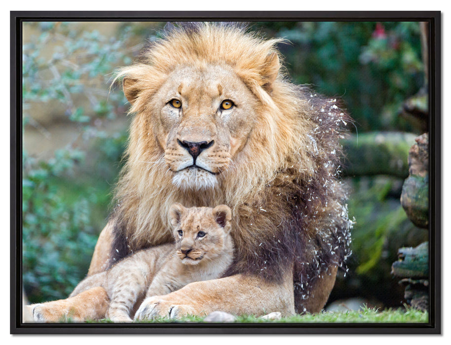 Löwe kuschelt mit Jungtier auf Leinwandbild gerahmt Größe 80x60