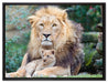 Löwe kuschelt mit Jungtier auf Leinwandbild gerahmt Größe 80x60