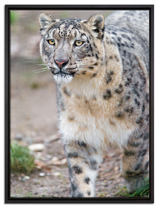 majestätischer Schneeleopard auf Leinwandbild gerahmt Größe 80x60