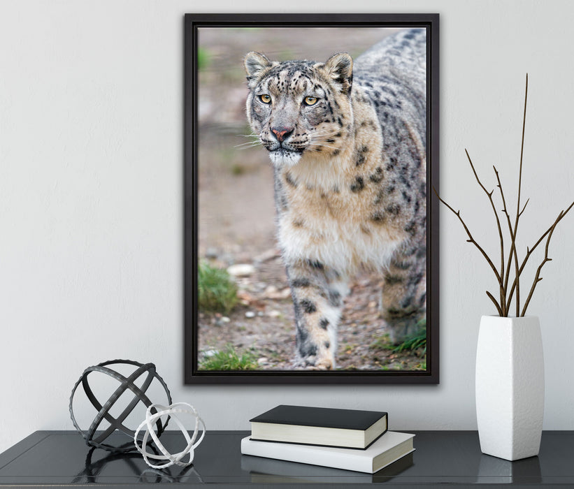 majestätischer Schneeleopard auf Leinwandbild gerahmt mit Kirschblüten