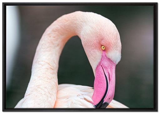 Flamingo beim Putzen auf Leinwandbild gerahmt Größe 100x70