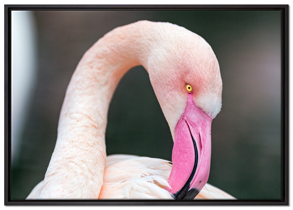 Flamingo beim Putzen auf Leinwandbild gerahmt Größe 100x70