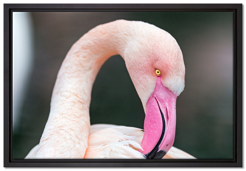 Flamingo beim Putzen auf Leinwandbild gerahmt Größe 60x40