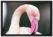 Flamingo beim Putzen auf Leinwandbild gerahmt Größe 60x40
