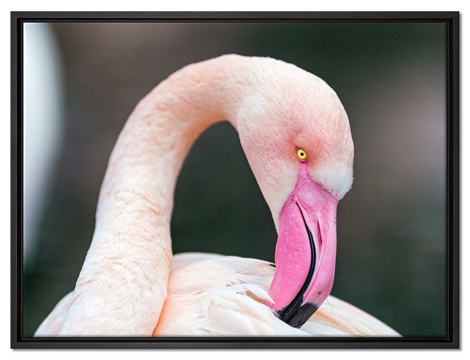 Flamingo beim Putzen auf Leinwandbild gerahmt Größe 80x60