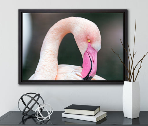 Flamingo beim Putzen auf Leinwandbild gerahmt mit Kirschblüten