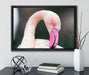Flamingo beim Putzen auf Leinwandbild gerahmt mit Kirschblüten