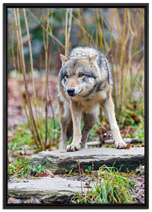 lauernder Wolf auf Leinwandbild gerahmt Größe 100x70