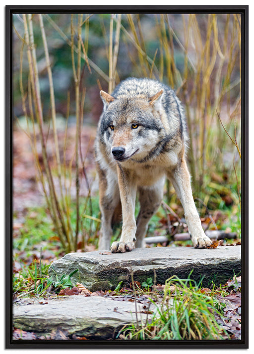 lauernder Wolf auf Leinwandbild gerahmt Größe 100x70