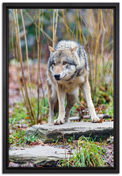 lauernder Wolf auf Leinwandbild gerahmt Größe 60x40