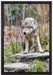 lauernder Wolf auf Leinwandbild gerahmt Größe 60x40