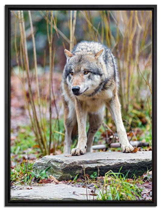 lauernder Wolf auf Leinwandbild gerahmt Größe 80x60