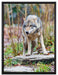 lauernder Wolf auf Leinwandbild gerahmt Größe 80x60