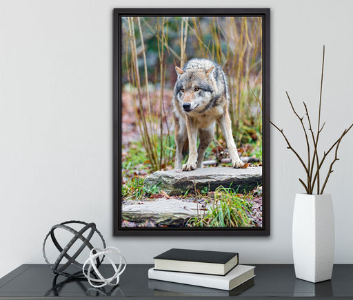 lauernder Wolf auf Leinwandbild gerahmt mit Kirschblüten