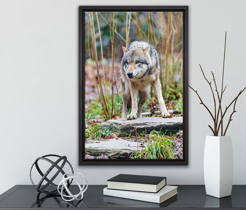 lauernder Wolf auf Leinwandbild gerahmt mit Kirschblüten