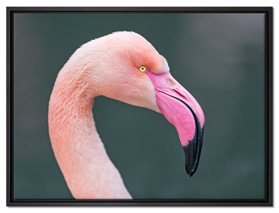 Flamingo im Seitenprofil auf Leinwandbild gerahmt Größe 80x60