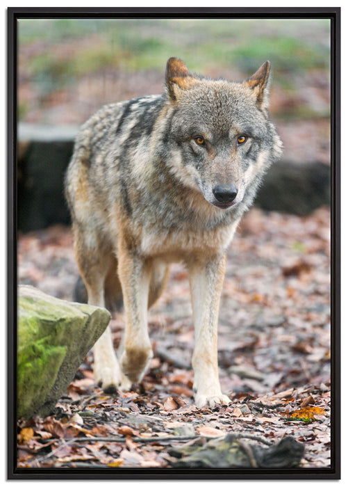 Wolf im Laubwald auf Leinwandbild gerahmt Größe 100x70